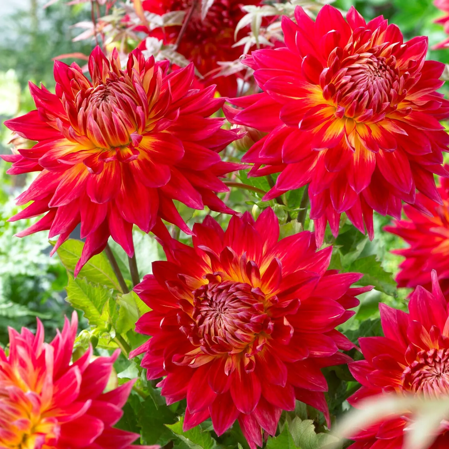 Dahlien Mischung (x5) - Farbenpracht den ganzen Sommer