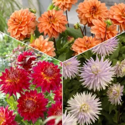 Dahlien Mischung (x5) - Farbenpracht den ganzen Sommer