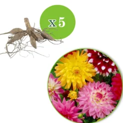 Dahlien Mischung (x5) - Farbenpracht den ganzen Sommer