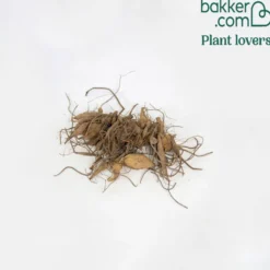 Dahlien mit purpurfarbenem Laub (x6) - Dunkles Laub, klare Blüten