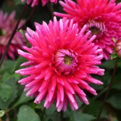 Dahlien Purple Gem (x3) - Pralles Pink den ganzen Sommer