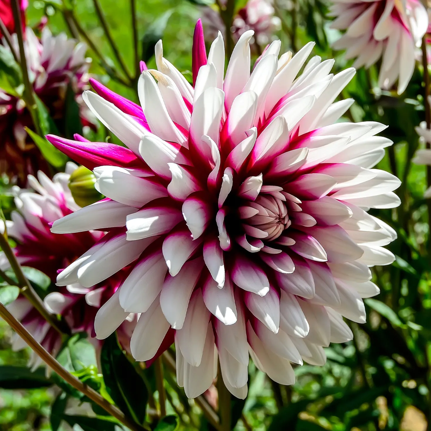 Dahlien ‘Rebecca’s World’ (x3) - Zweifarbig, sofort ein Blickfang