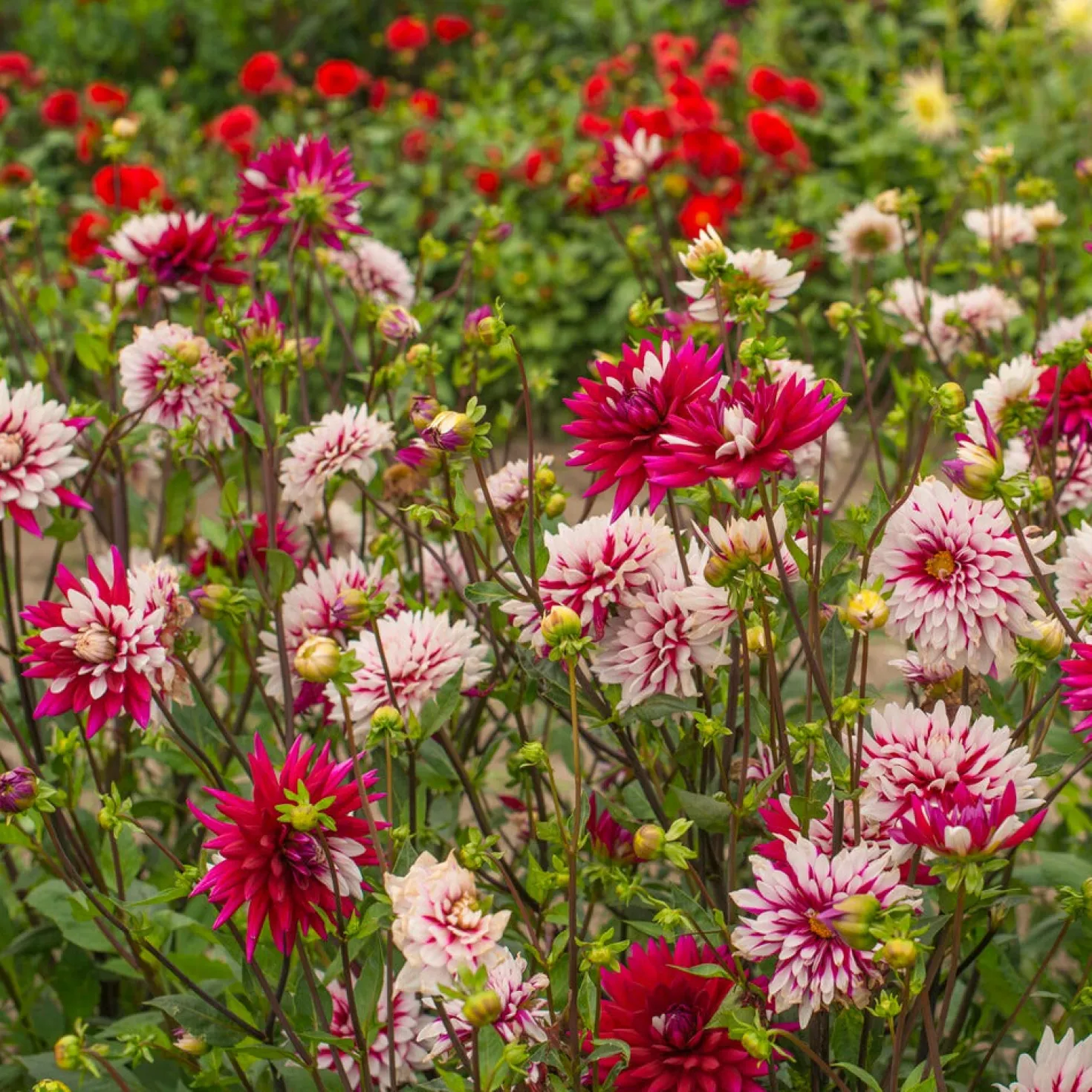 Dahlien ‘Rebecca’s World’ (x3) - Zweifarbig, sofort ein Blickfang
