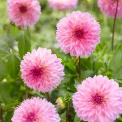 Dahlien Sakura Fubuki rosa (x3) - Zarte Blüten wie Kirschblüten