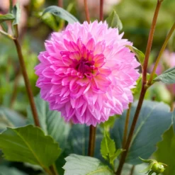Dahlien Sakura Fubuki rosa (x3) - Zarte Blüten wie Kirschblüten