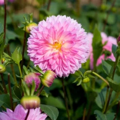Dahlien Sakura Fubuki rosa (x3) - Zarte Blüten wie Kirschblüten