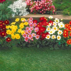 Dahlien 'Topmix' (x5) - Farbenmeer ohne Aufwand