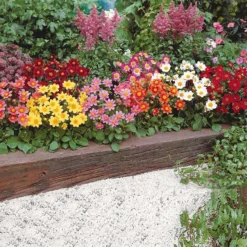 Dahlien 'Topmix' (x5) - Farbenmeer ohne Aufwand