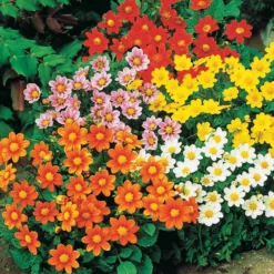 Dahlien 'Topmix' (x5) - Farbenmeer ohne Aufwand