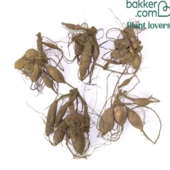 Dahlien 'Topmix' (x5) - Farbenmeer ohne Aufwand