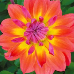 Dahlien Tricolore (x3) - Dreifarbige Blütenpracht
