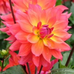 Dahlien Tricolore (x3) - Dreifarbige Blütenpracht