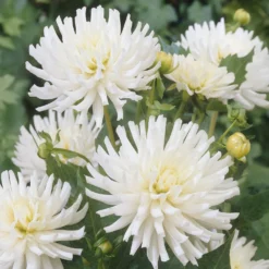 Dahlien White Happiness (x3) - Reinweiße Blüten den ganzen Sommer
