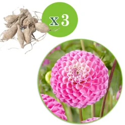 Dahlien 'Zippity Do Da' (x3) - Rosa Blüten den ganzen Sommer