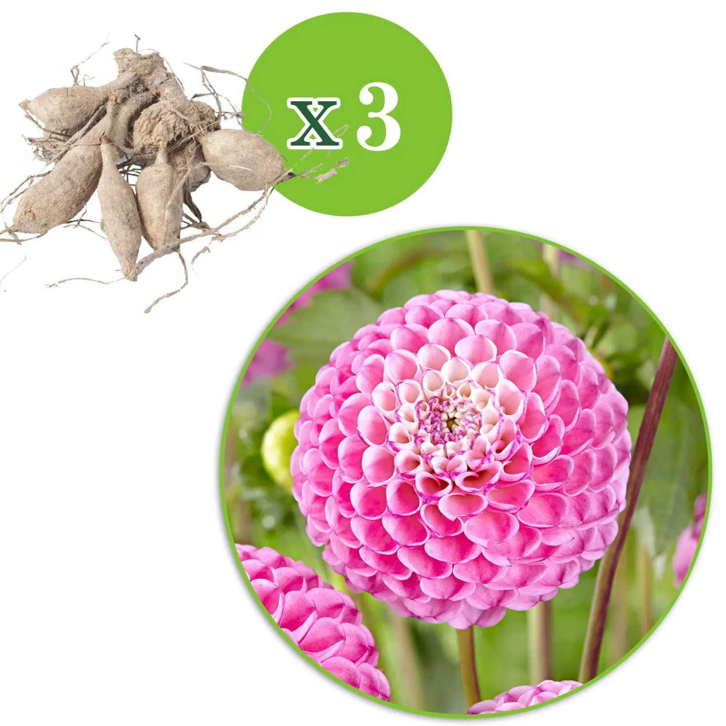 Dahlien 'Zippity Do Da' (x3) - Rosa Blüten den ganzen Sommer