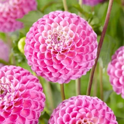 Dahlien 'Zippity Do Da' (x3) - Rosa Blüten den ganzen Sommer