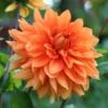 Dahlie Orange - Leuchtend orange den Sommer