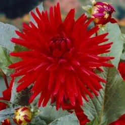 Dahlie Red Pigmy (x3) - Leuchtend rot den ganzen Sommer