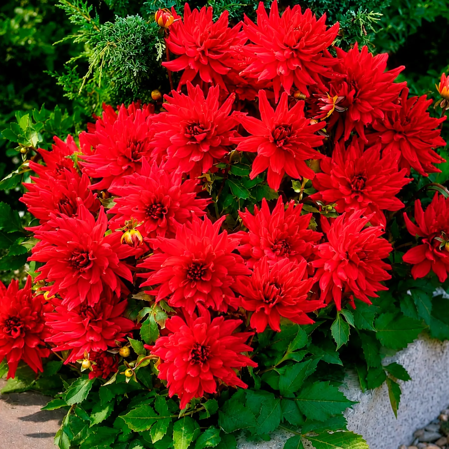 Dahlie Red Pigmy (x3) - Leuchtend rot den ganzen Sommer