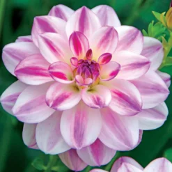 Dahlie Saint Martin (x3) - Rosa Blüten den ganzen Sommer