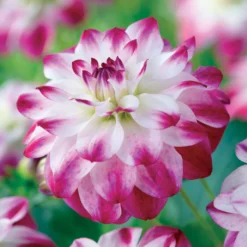 Dahlie Saint Martin (x3) - Rosa Blüten den ganzen Sommer