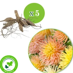Dahlie 'Star' Mischung (x5) - Farbenfrische bis zum Frost
