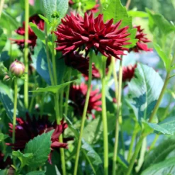 Dahlie 'Tamburo' (x3) - Dunkle Blüten, große Wirkung