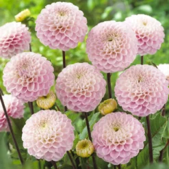 Dahlie Wizard of Oz - Rosa Blütenzauber ganz leicht