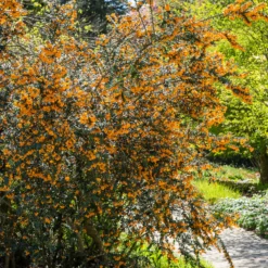 Darwin-Berberitze - Blüht orange, wehrt ab