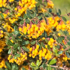 Darwin-Berberitze - Blüht orange, wehrt ab