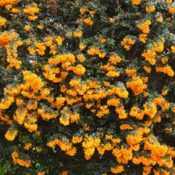 Darwin-Berberitze - Blüht orange, wehrt ab