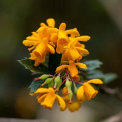 Darwin-Berberitze - Blüht orange, wehrt ab