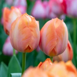 Darwin-Tulpe Apricot van Eijk - Apricot-Farbe die auffällt