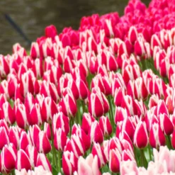 8 Darwin-Tulpen Candy Apple Delight - Kräftige Farbe im April