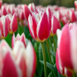 8 Darwin-Tulpen Candy Apple Delight - Kräftige Farbe im April