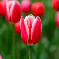 8 Darwin-Tulpen Candy Apple Delight - Kräftige Farbe im April