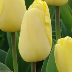 Darwin-Tulpen Golden Parade - Sattes Gelb, das bleibt