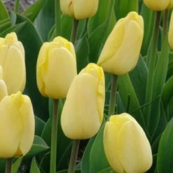 Darwin-Tulpen Golden Parade - Sattes Gelb, das bleibt
