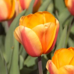 8 Darwin-Tulpen Lalibela Lachs - Lachsfarbe, die auffällt