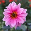 Dekorative Dahlie Fascination - Pink, das ins Auge springt