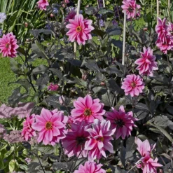 Dekorative Dahlie Fascination - Pink, das ins Auge springt
