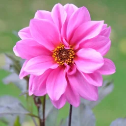 Dekorative Dahlie Fascination - Pink, das ins Auge springt