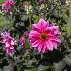 Dekorative Dahlie Fascination - Pink, das ins Auge springt