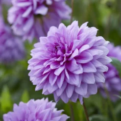 Dekorative Dahlien Blue Boy (x3) - Seltenes Violett im Beet