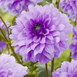 Dekorative Dahlien Blue Boy (x3) - Seltenes Violett im Beet