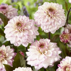 Dekorative Dahlien 'Flashback' - Rosa Blüten den ganzen Sommer