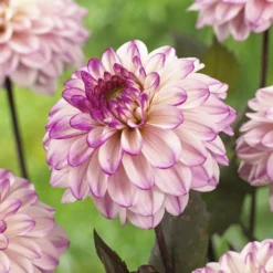 Dekorative Dahlien 'Flashback' - Rosa Blüten den ganzen Sommer