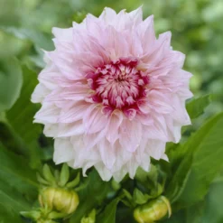 Dekorative Dahlie Shiloh Noelle - Große weiße Blüten