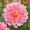 Dekorative Dahlie Twiggy - Rosa Blüten den ganzen Sommer
