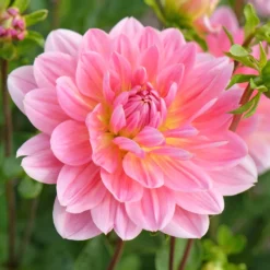 Dekorative Dahlie Twiggy - Rosa Blüten den ganzen Sommer